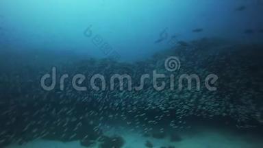 沙丁鱼群游泳，福尔特文图拉